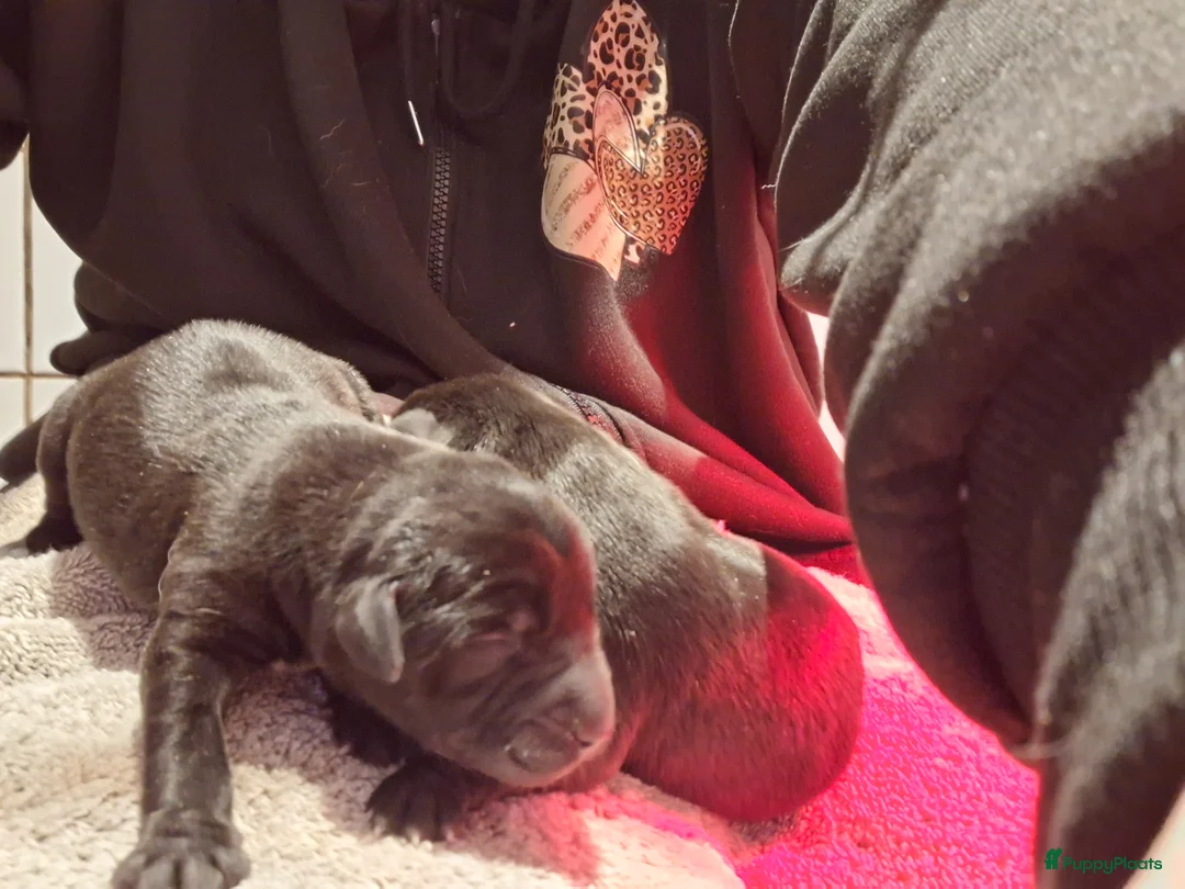 Labrador Retriever honden te koop: Gezonde en liefdevolle labrador pups - Advertentie 9