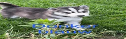 Kruising honden te koop: Husky pups - Advertentie 7