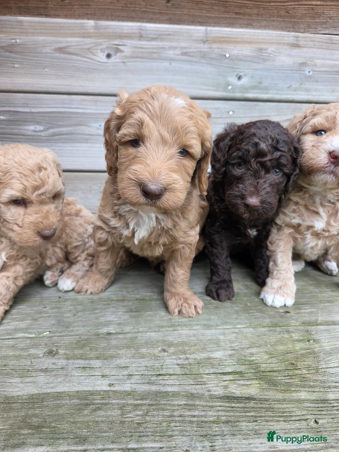 Kruising honden te koop: Spaanse waterhond x Australian Labradoodle - Advertentie 40