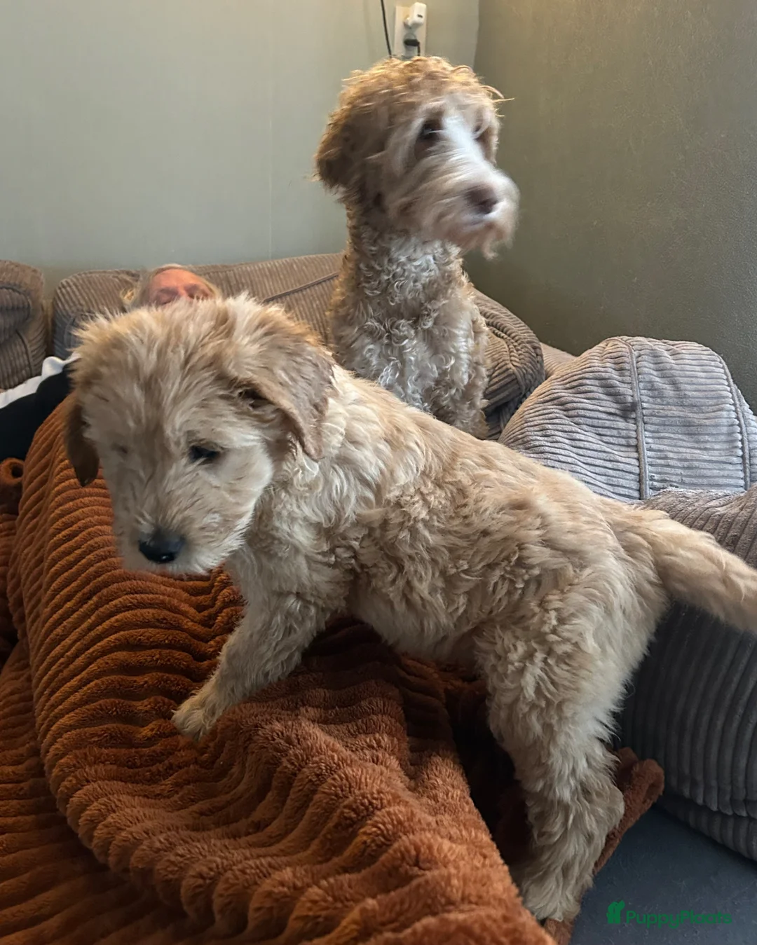 Australian Labradoodle honden te koop: Nog enkele pups beschikbaar! Australian Cobberdogs - Advertentie 2