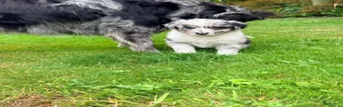 Australian Shepherd 5