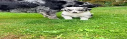 Australian Shepherd honden te koop: Australian Shepherd - Advertentie 24