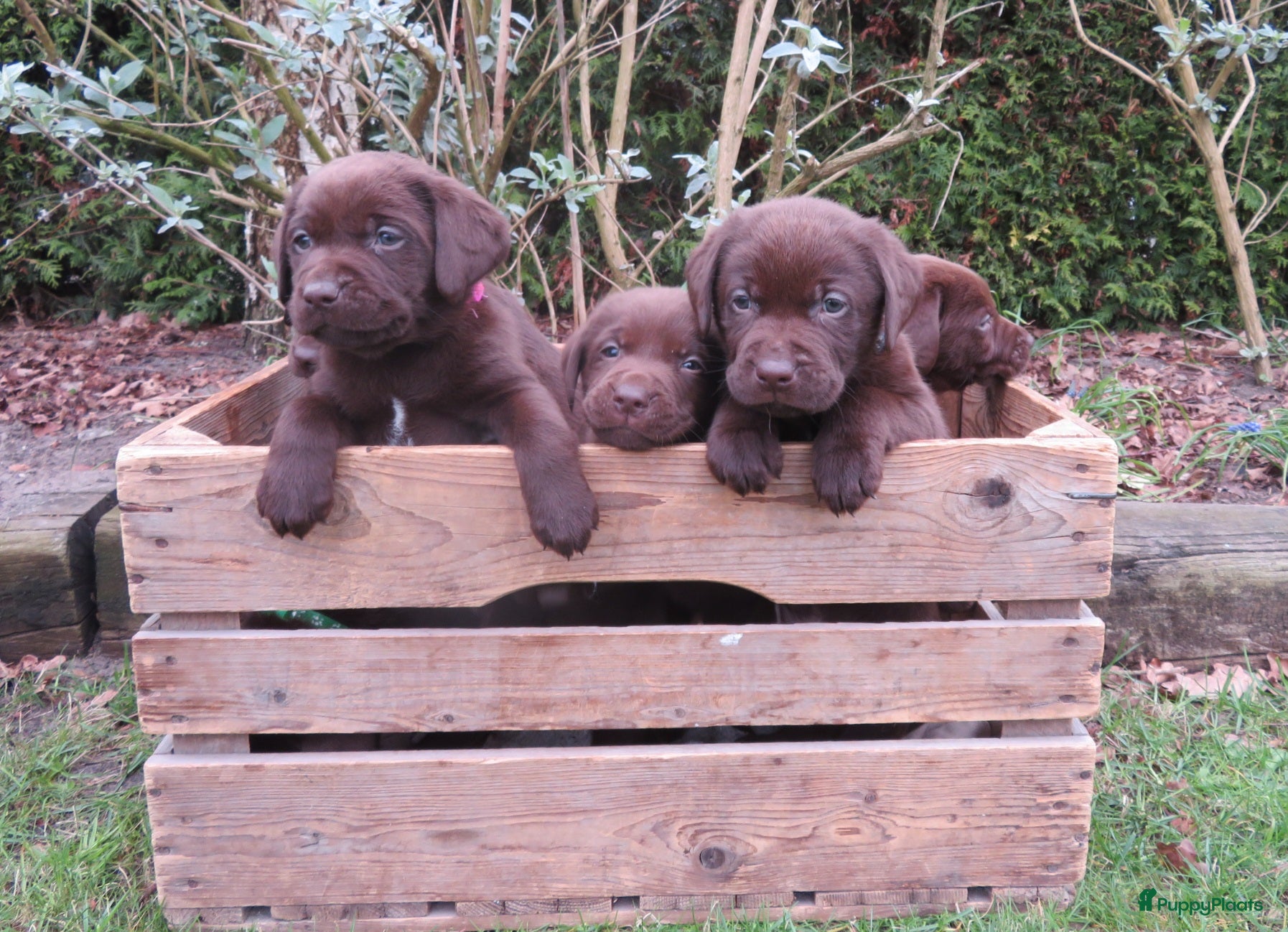 Labrador Retriever honden Bruine Labrador pups - Advertentie 5