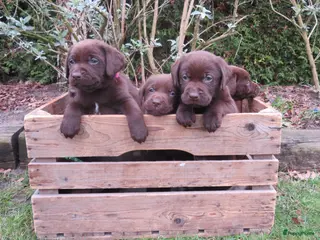 Labrador Retriever honden Bruine Labrador pups - Advertentie 5