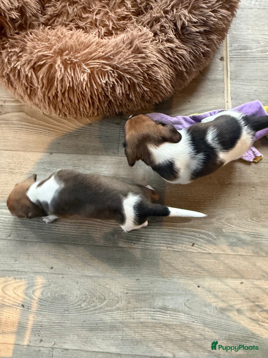 Teckel (korthaar)  honden te koop: Piebald dwergteckel pups - Advertentie 31