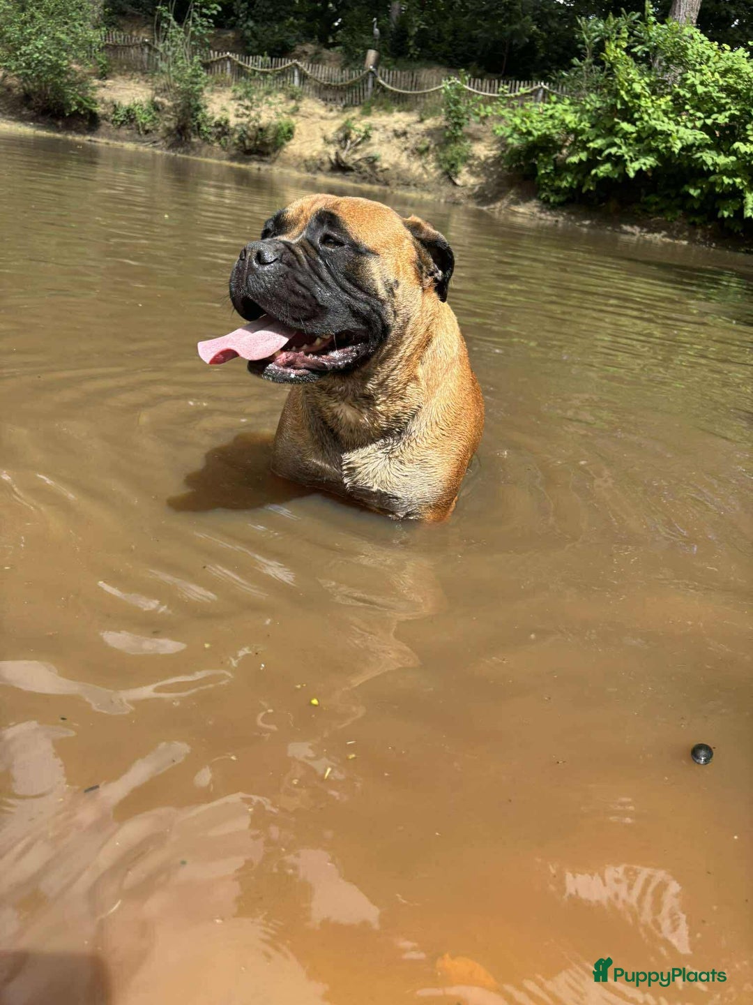 Bullmastiff honden te koop: Bullmastiff pups  - Advertentie 3