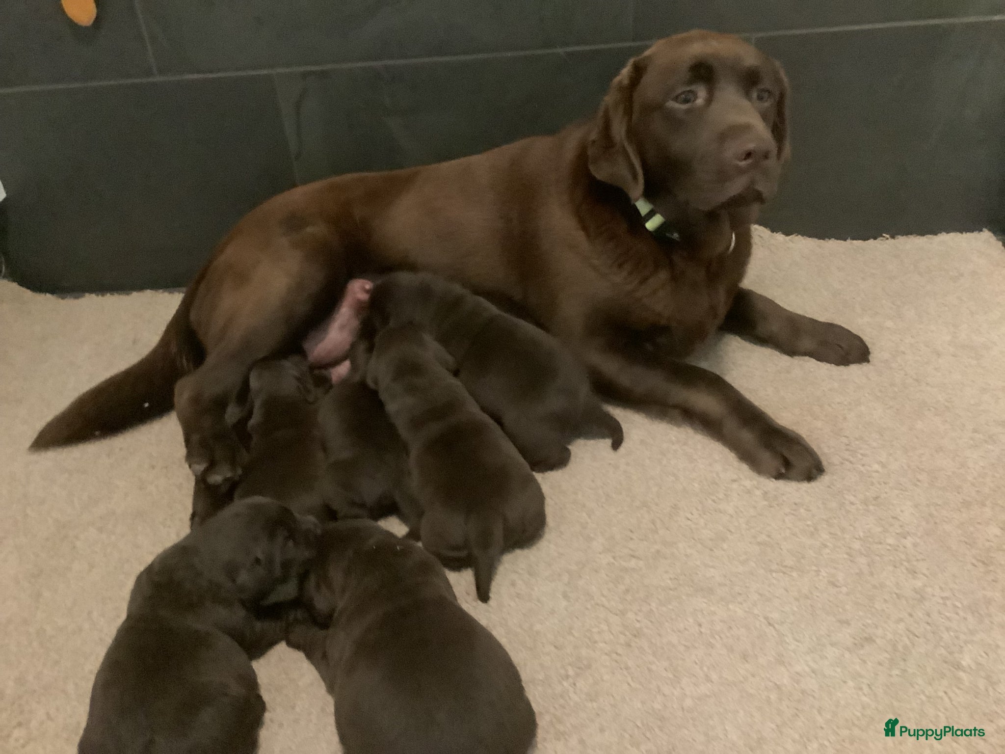 Labrador Retriever honden Zeer mooie donkerbruine labrador pups - Advertentie 3