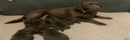 Labrador Retriever honden te koop: Zeer mooie donkerbruine labrador pups - Advertentie 1