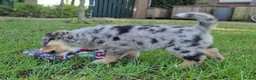 Kruising honden te koop: Mini australian shepherd pup - Advertentie 19