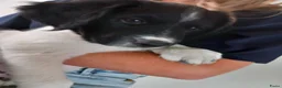 Friese Stabij honden te koop: Lieve en Sociale Friese Stabij pups - Advertentie 2