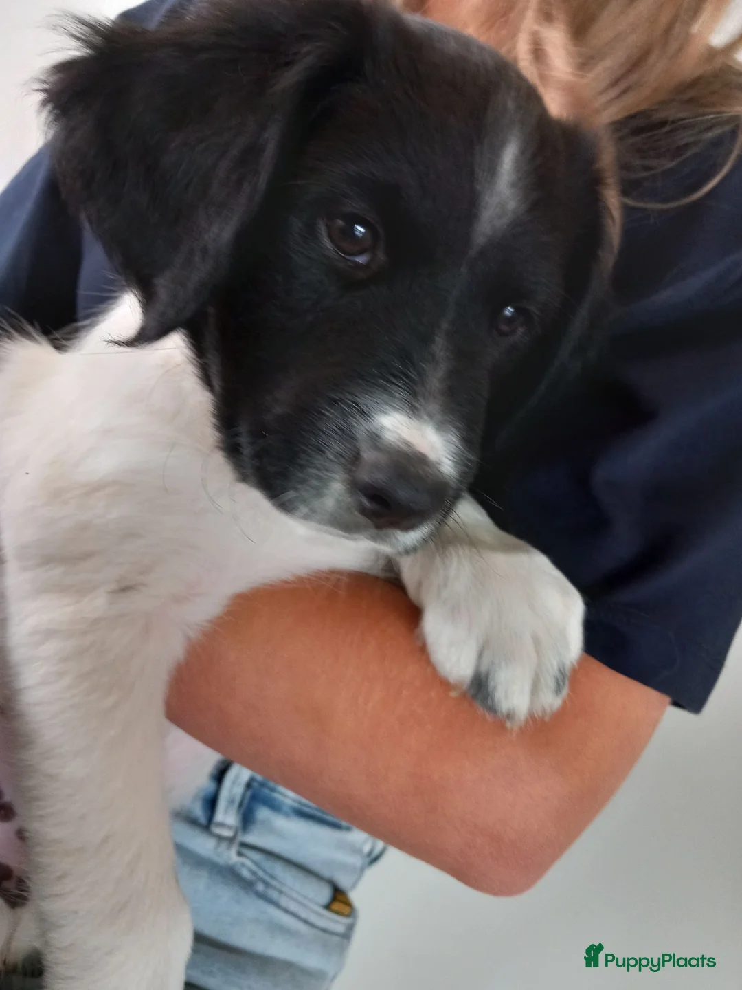 Friese Stabij honden te koop: Lieve en Sociale Friese Stabij pups - Advertentie 2