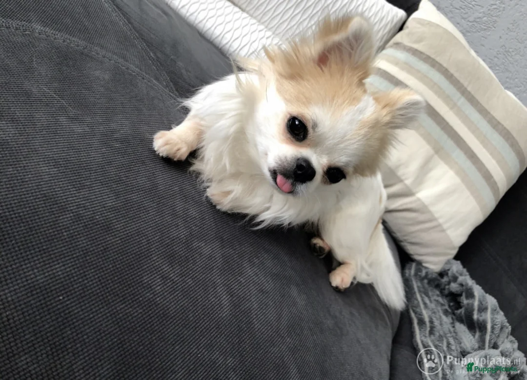 Kruising honden ter dekking: Dekreu chihuahua pomeriaan kruising Pomchi in Heemskerk - Advertentie 11