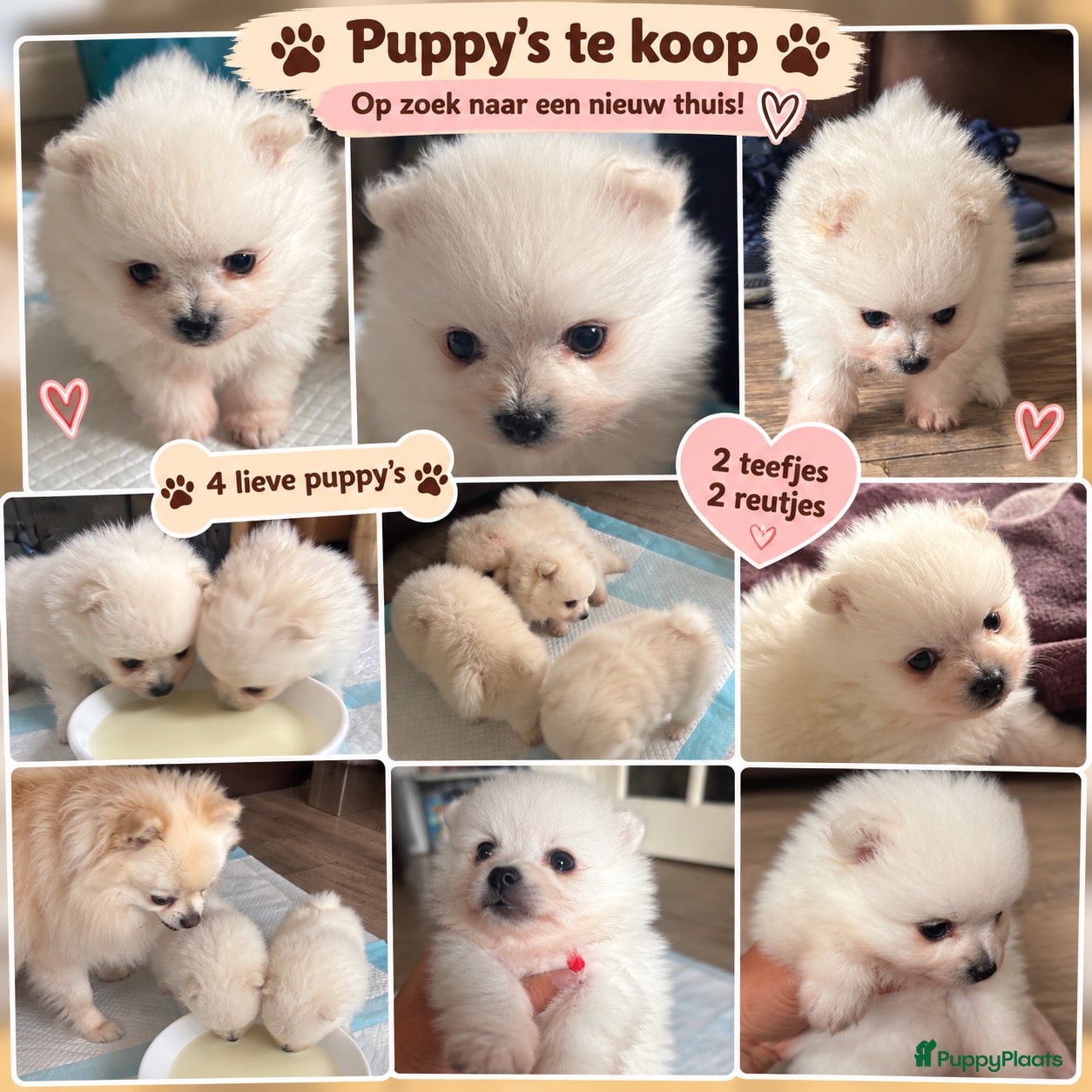 Pomeriaan honden 🐾 Pomeriaan puppy’s te koop  ❤️ - Advertentie 1