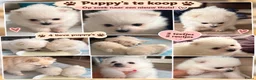 Pomeriaan honden te koop: 🐾 Pomeriaan puppy’s te koop  ❤️ - Advertentie 1