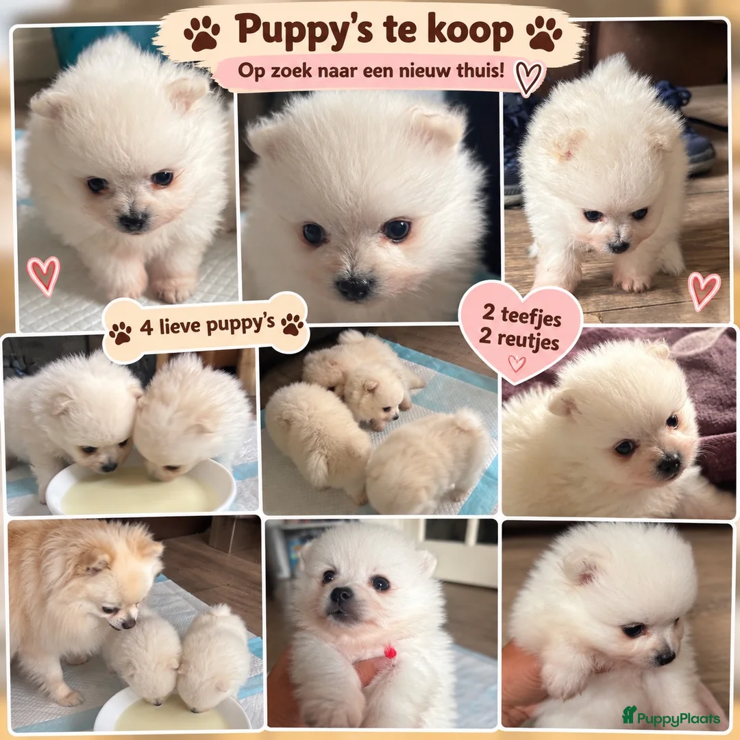 Pomeriaan honden te koop: 🐾 Pomeriaan puppy’s te koop  ❤️ - Advertentie 1
