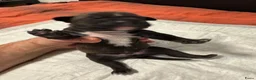 Kruising honden te koop: Kruising american bully/ american staffordshire t. - Advertentie 26
