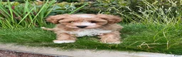 Maltipoo honden te koop: Maltipoo puppy - Advertentie 4