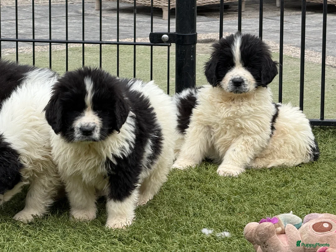 Newfoundlander honden te koop: Newfoundlander pups  - Advertentie 25