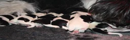 Nederlandse Schapendoes honden te koop: Schapendoes reu - Advertentie 7