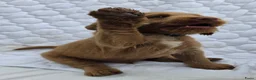 Labradoodle honden te koop: Super fijne multigen half Australian doodles🥰 - Advertentie 31