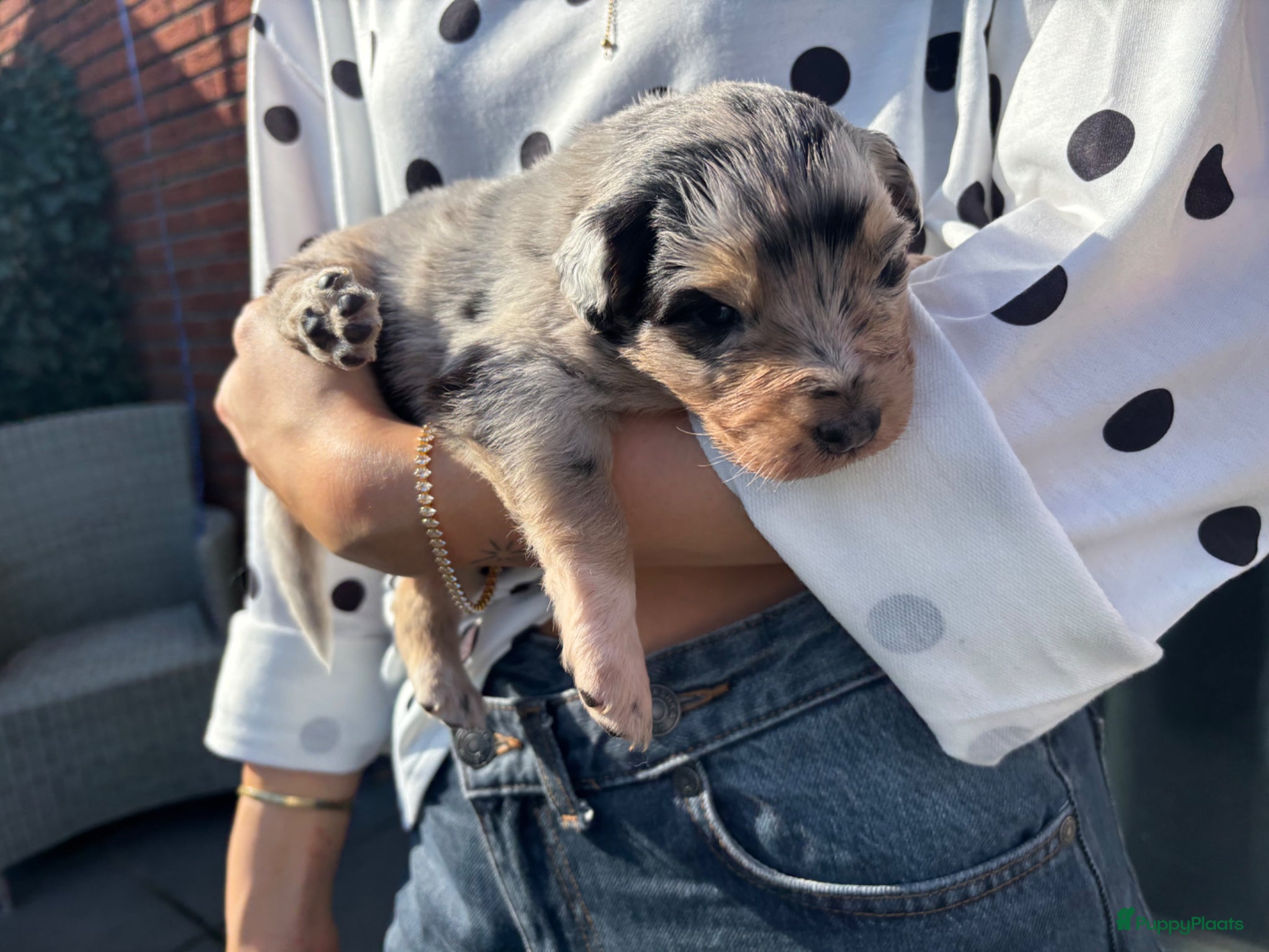 Australian Shepherd honden Australische herder pups van 17-3. 2 teven te koop - Advertentie 2