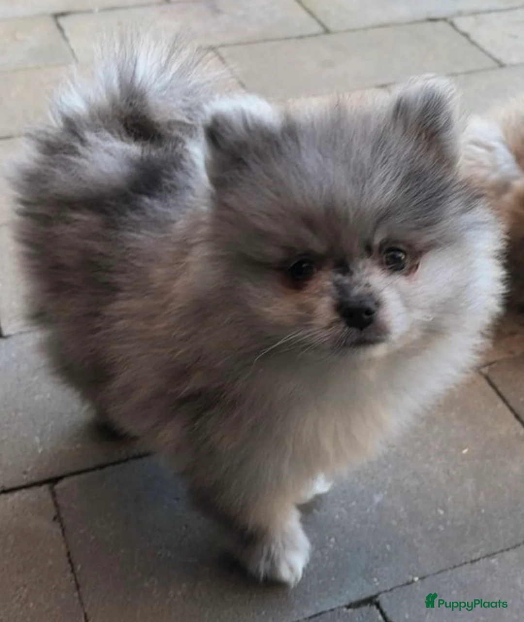 Pomeriaan honden te koop: Raszuivere pomarinan/Pomeriaan reutje Merle  in Rijssen - Advertentie 5