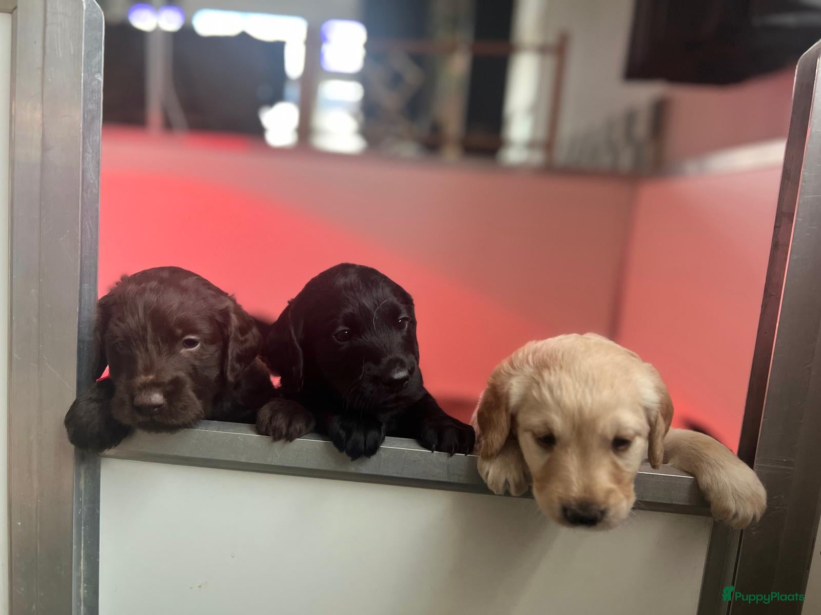 Labradoodle honden De aller leukste en liefste F1 Labradoodles  - Advertentie 8