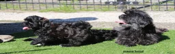 Shihpoo honden te koop: shihpoo pups beschikbaar  - Advertentie 1