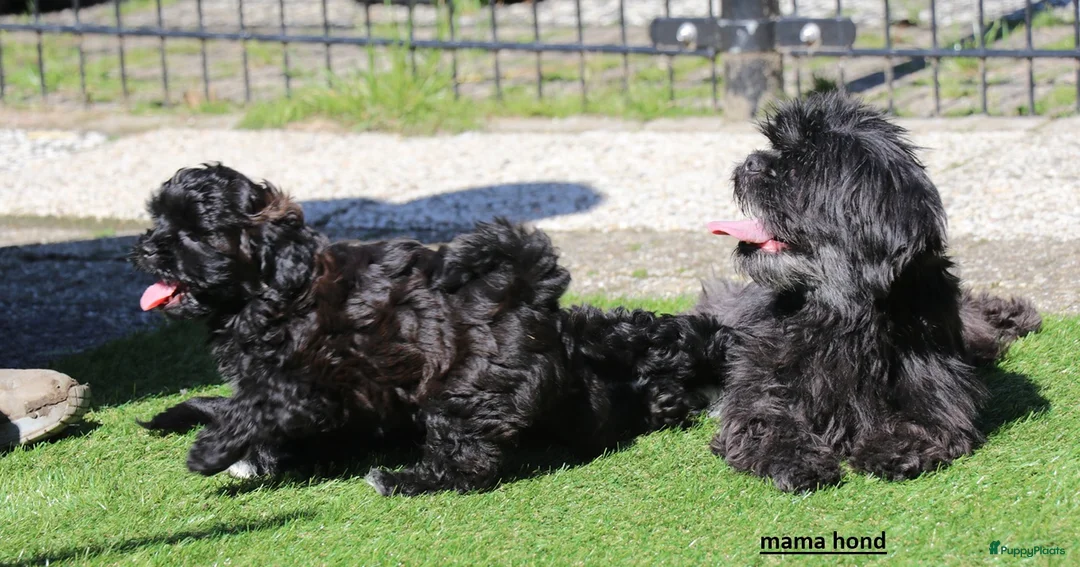 Shihpoo honden te koop: shihpoo pups beschikbaar  - Advertentie 1