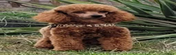 Kruising honden te koop: Bischpoo/Poochon pups te koop  - Advertentie 24