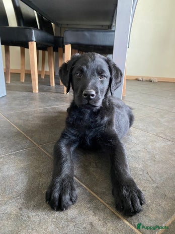 Labradoodle honden F1 Labradoodle pups - Advertentie 4