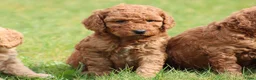 Cockapoo honden te koop: Knappe Cockapoo pups. - Advertentie 26