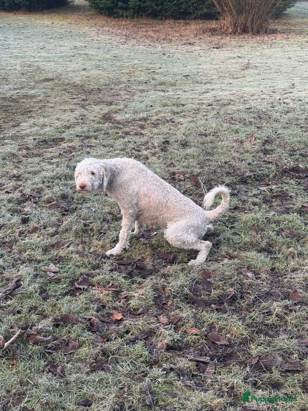 Labradoodle honden te koop: Labradoodle pups - Advertentie 12