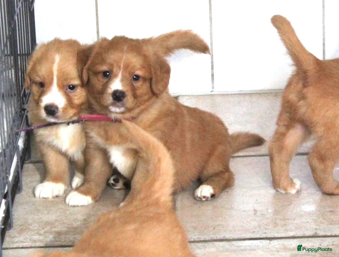 Nova Scotia Duck Tolling Retriever honden te koop: Prachtige nova scotia duck tolling retriever pups - Advertentie 1
