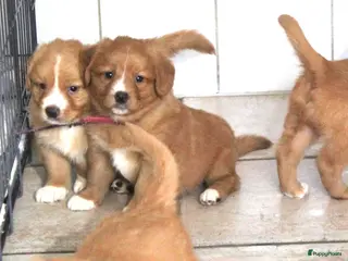 Nova Scotia Duck Tolling Retriever honden Prachtige nova scotia duck tolling retriever pups - Advertentie 1