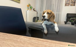 Beagle honden ter dekking: Beagle beschikbaar voor dekking - Advertentie 1