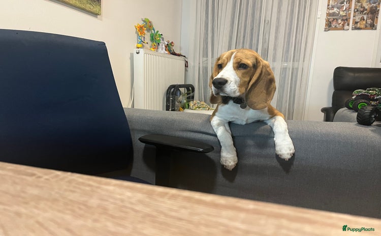 Beagle honden Beagle beschikbaar voor dekking - Advertentie 4