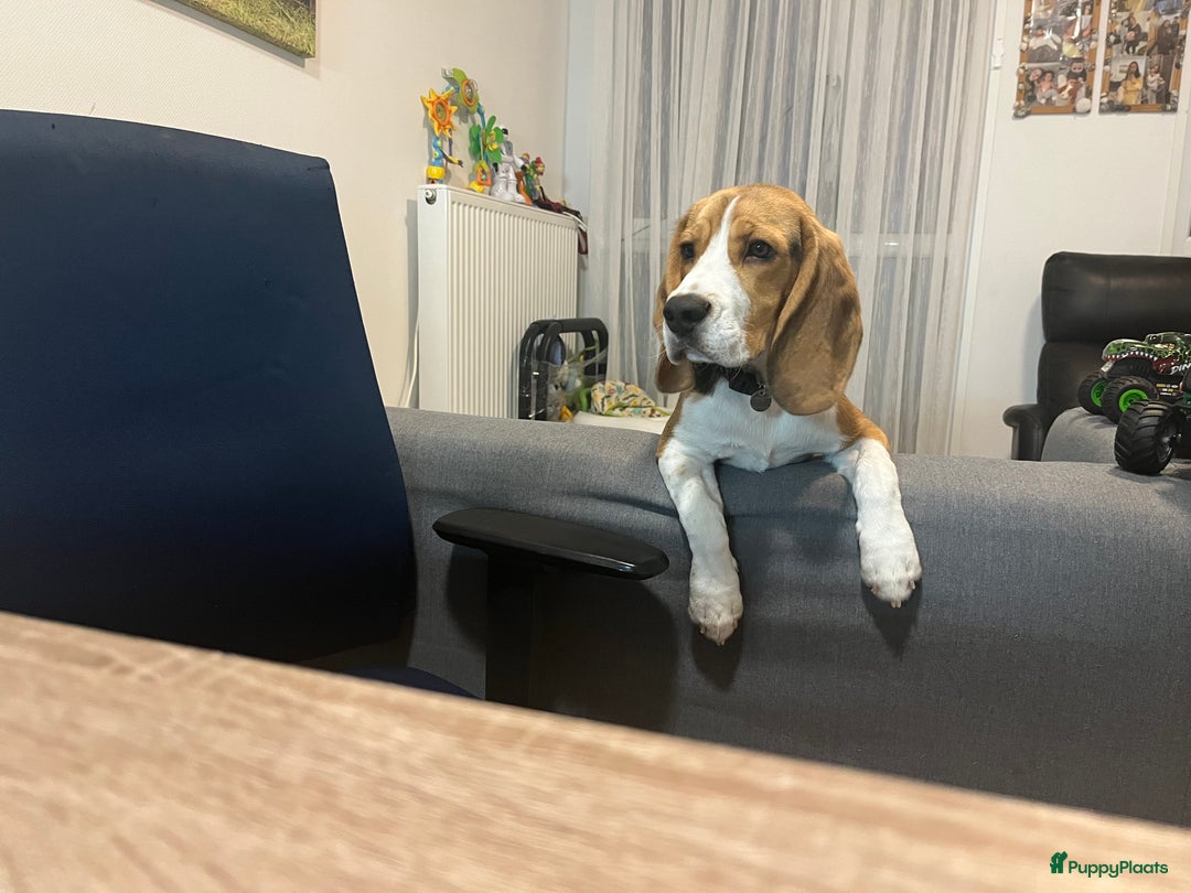 Beagle honden ter dekking: Beagle beschikbaar voor dekking - Advertentie 1