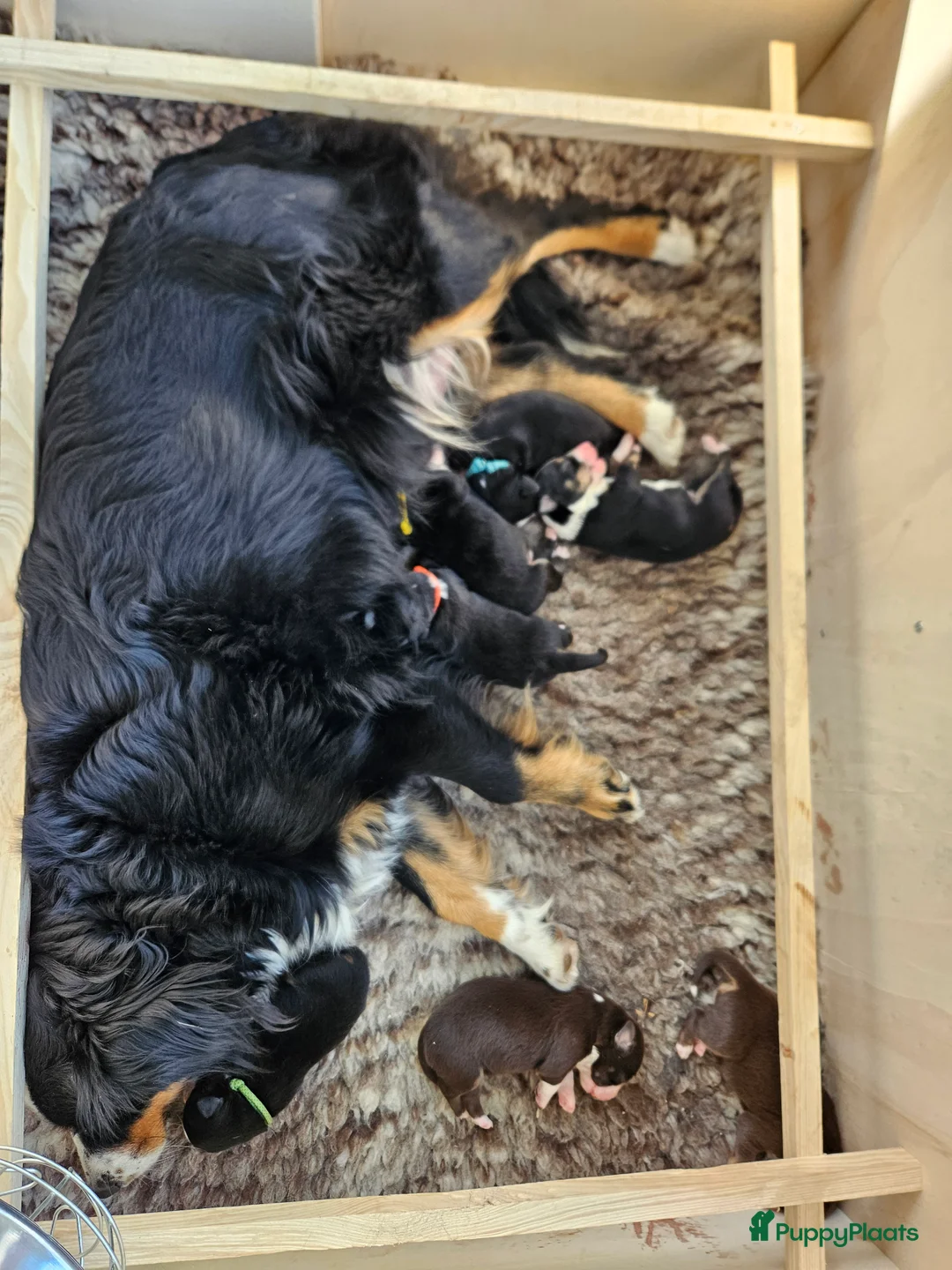 Australian Shepherd honden te koop: Mini Australian shepherd pups MAS - Advertentie 2