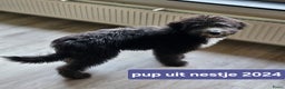 Kruising honden te koop: Bordoodle pups (F1) te koop! - Advertentie 4