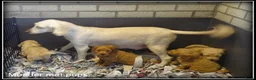 Labradoodle honden te koop: Labradoodle medium pups. Mogen ook naar Belgie. - Advertentie 7