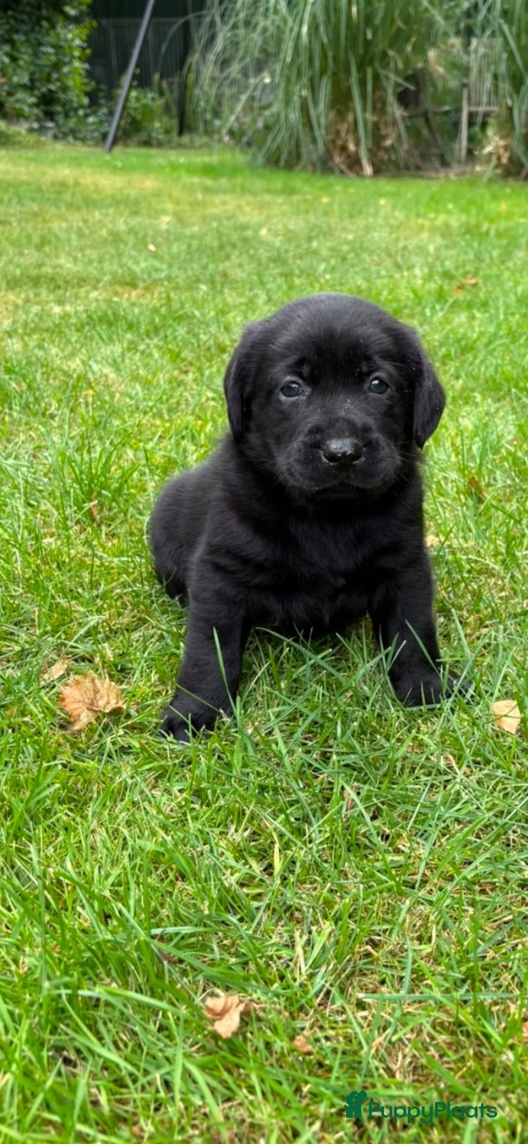 Labrador Retriever honden te koop: Labrador pups - Advertentie 9