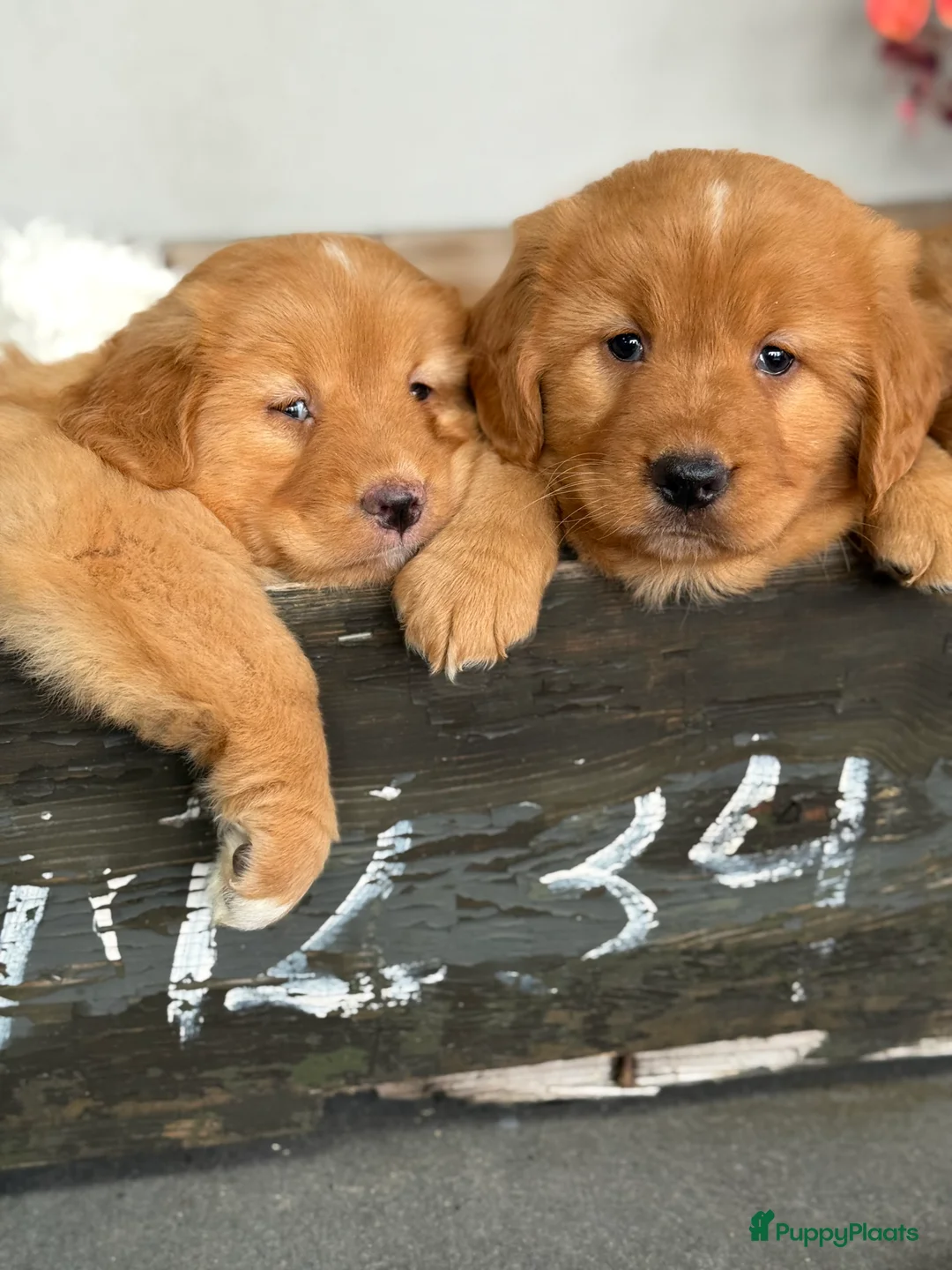 Nova Scotia Duck Tolling Retriever honden te koop: Nova Scofield duck rolling. Retriever  - Advertentie 2