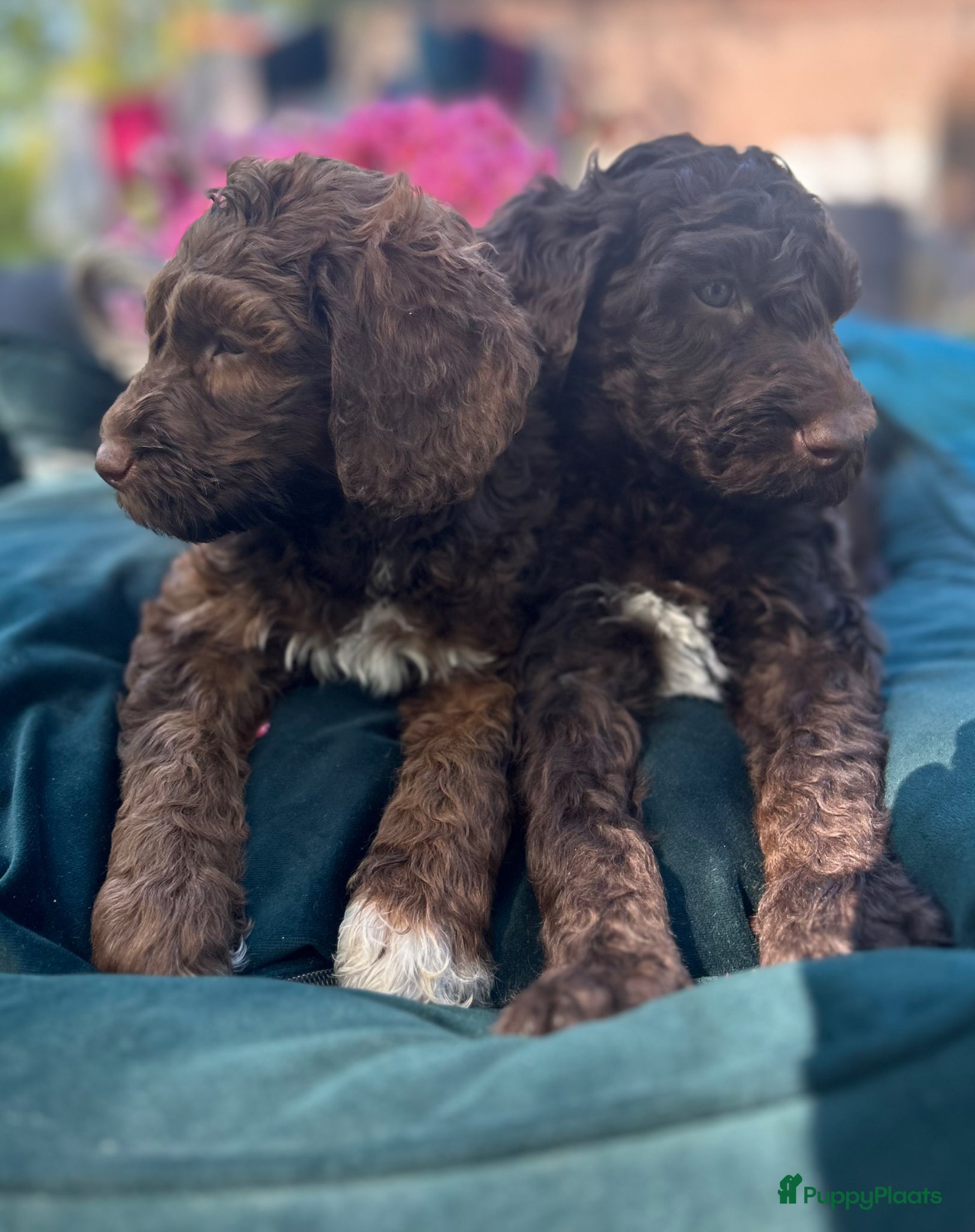 Australian Labradoodle honden Geweldig bruine medium Australian Labradoodle pups - Advertentie 2