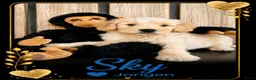 Australian Labradoodle honden te koop: Labradoodle Australian Multigen kleine medium pups in Epe - Advertentie 10