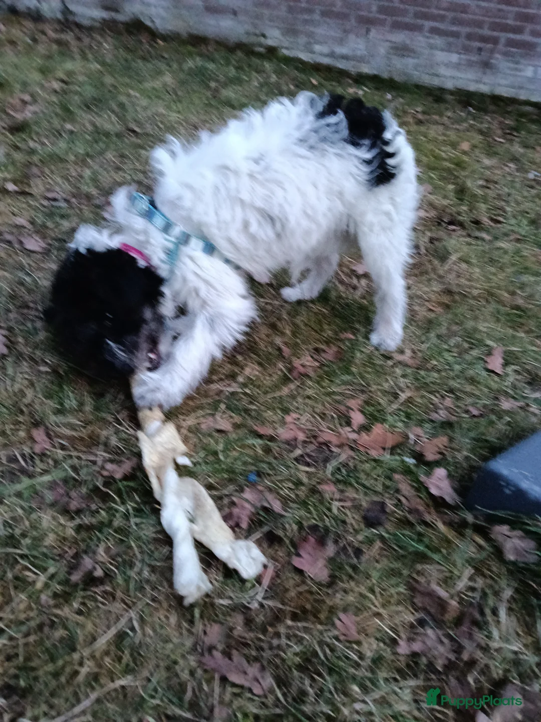 Kruising honden te koop: Maltipoo pup - Advertentie 5