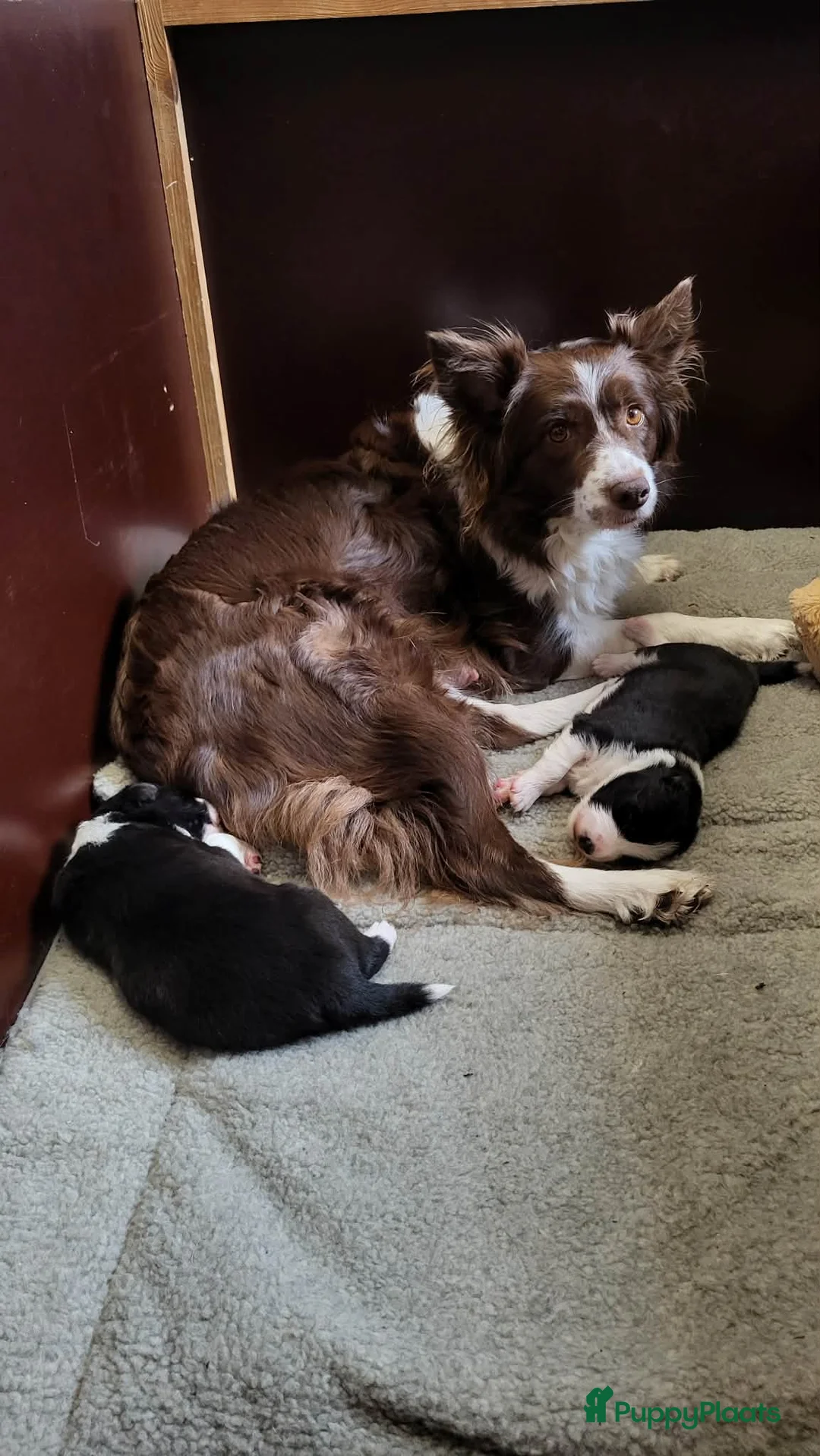 Border Collie honden te koop: Border collie pups, zwwit (reutjes) FCI stamboom - Advertentie 1