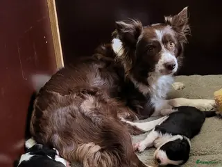 Border Collie honden Border collie pups, zwwit (reutjes) FCI stamboom - Advertentie 1