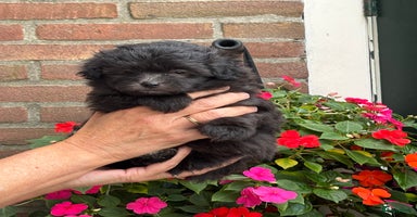 Kruising honden - Advertentie 8