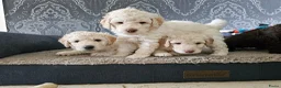 Kruising honden te koop: Wit medium doodle teefje!! - Advertentie 6